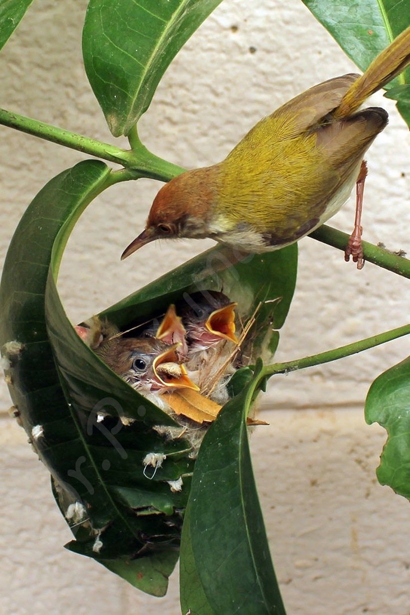 Славка портниха птица