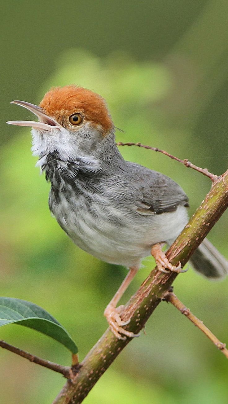 Птица портной Дарзи