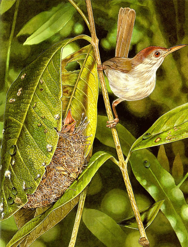 Птица портной на латыни