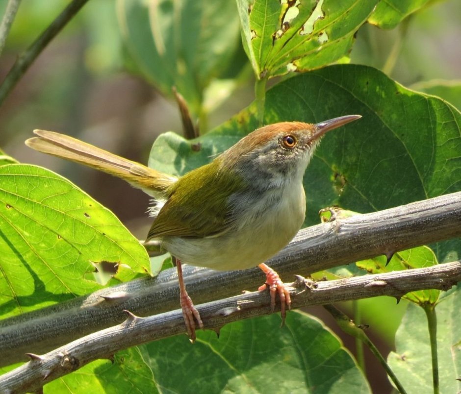 Славка портниха птица