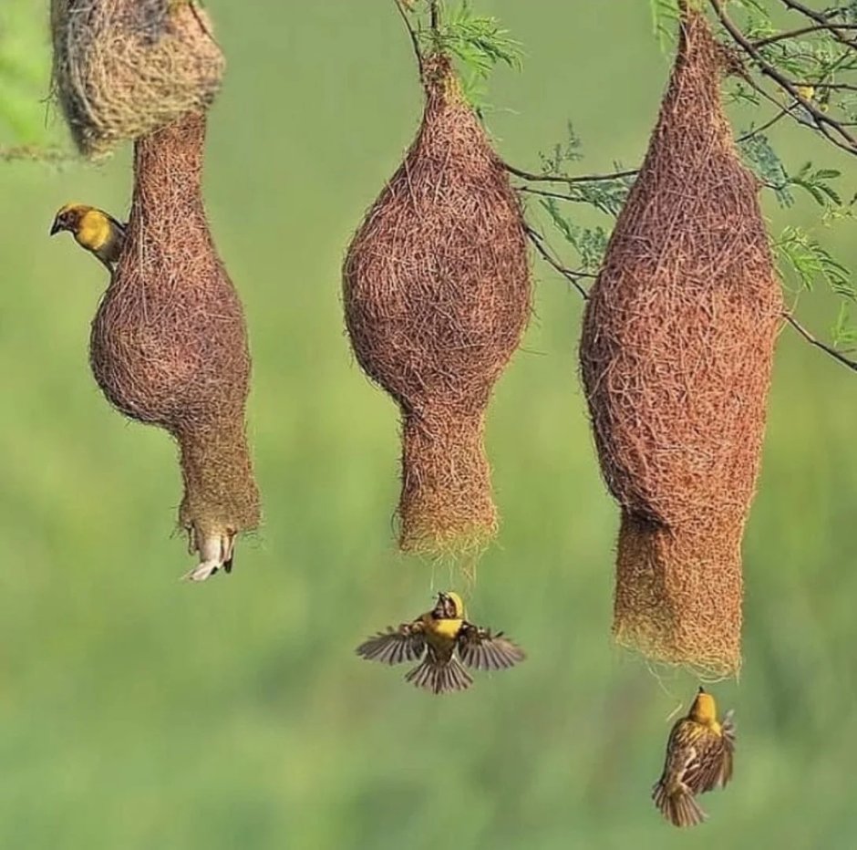 Африканские ткачики