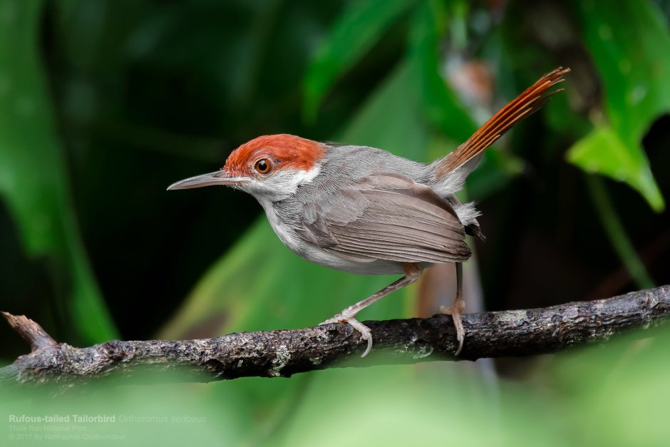 Птица портной Дарзи