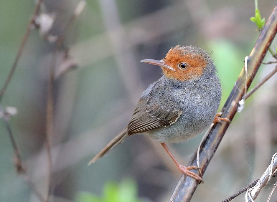 Славка портниха картинка