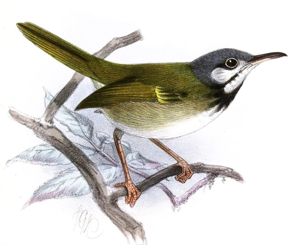 Птица портной Дарзи