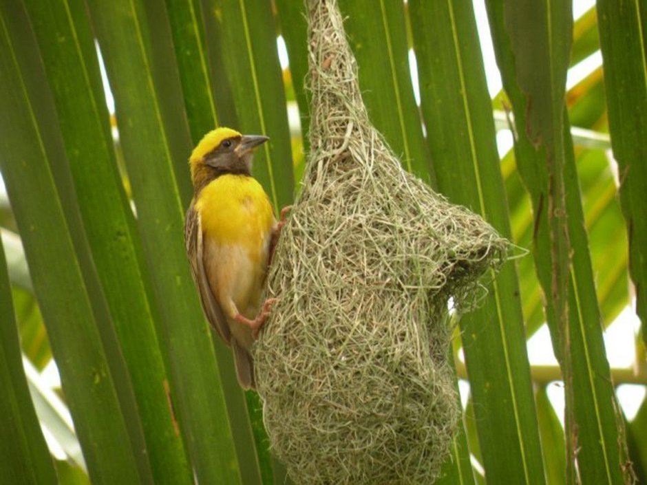 Гнездо Ткачика