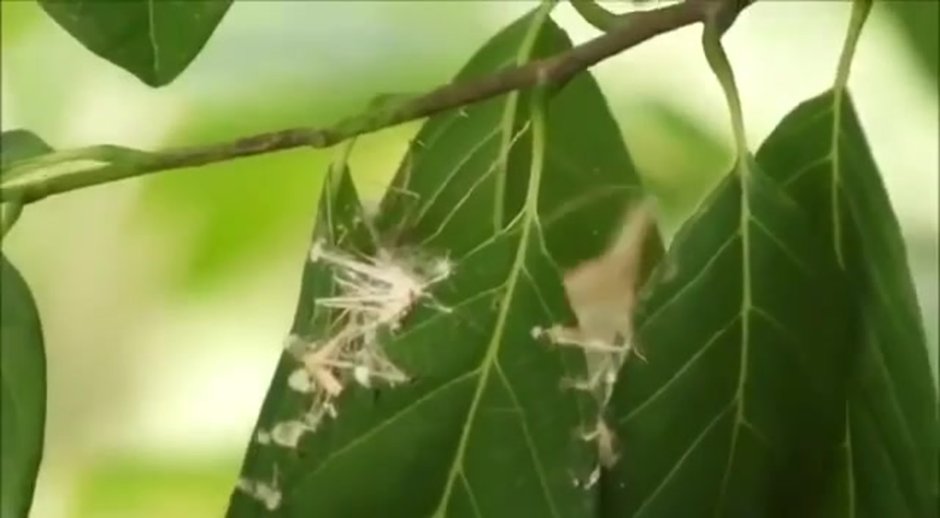 Птичка которая сшивает листья