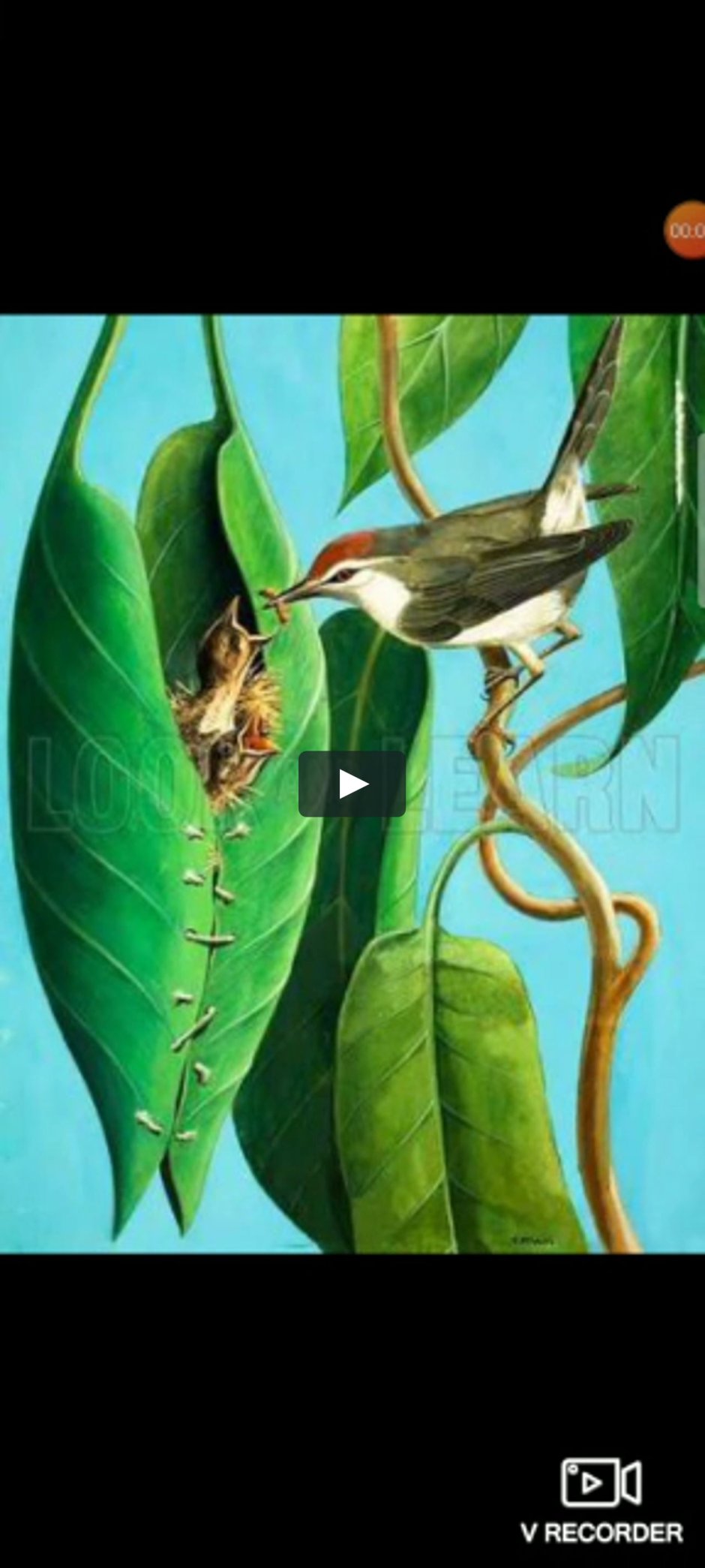 Краснолобая портниха гнездо