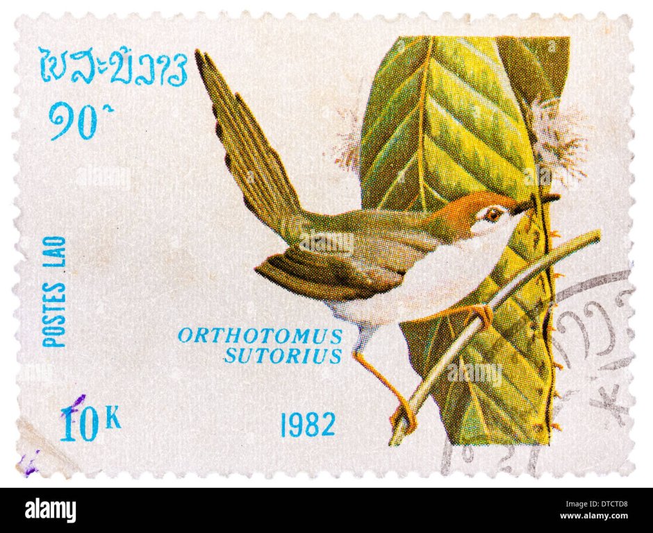 ВПР В Азии обитает птица портниха