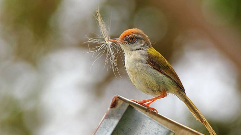 Краснощекая портниха птицы