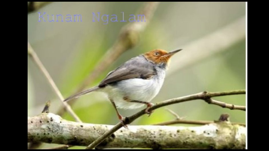 Птичка портняжка