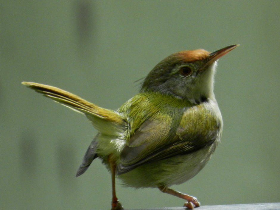 Логотипы швейных мастерских