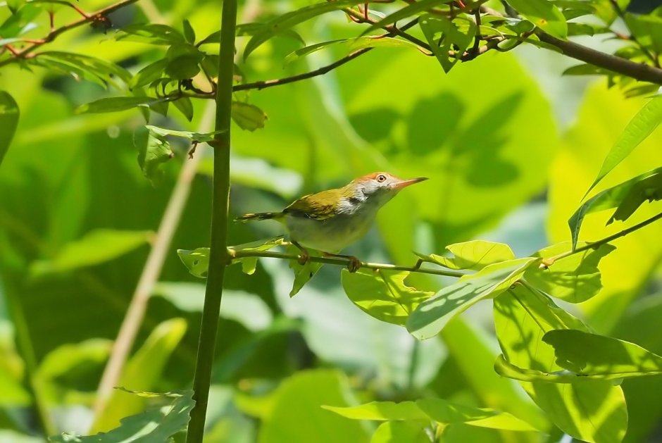 Гнездо Славки портнихи