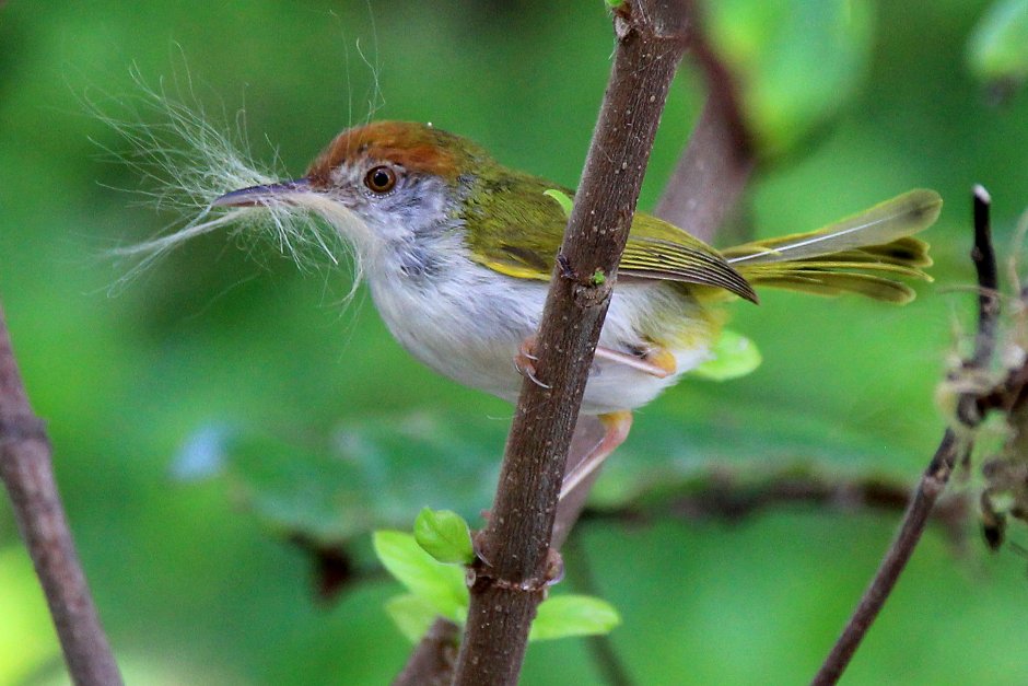 Славка портниха птица