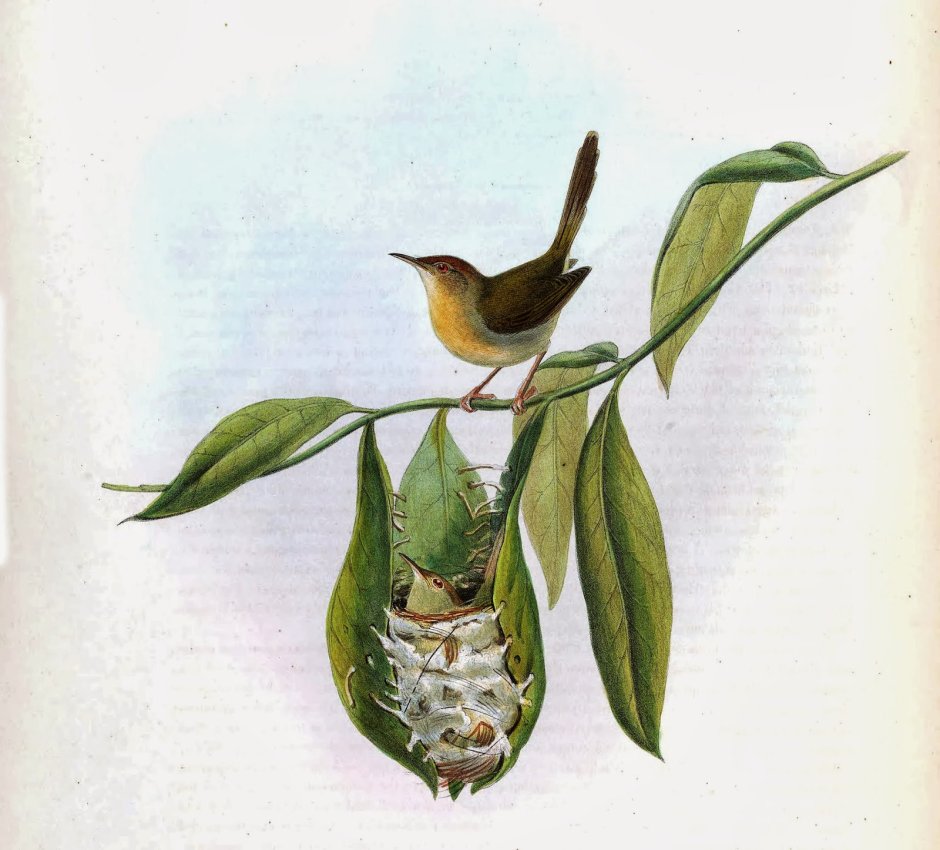 Птица портной Дарзи гнездо