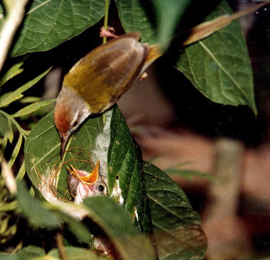 Серая Славка