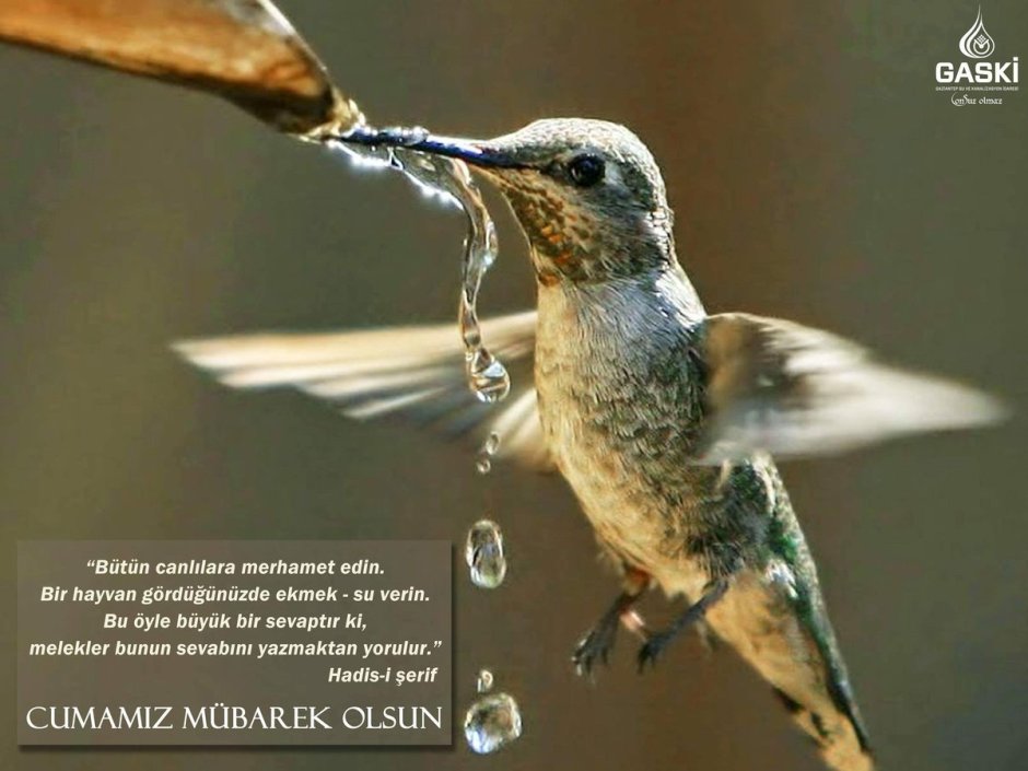 Райская мухоловка фото