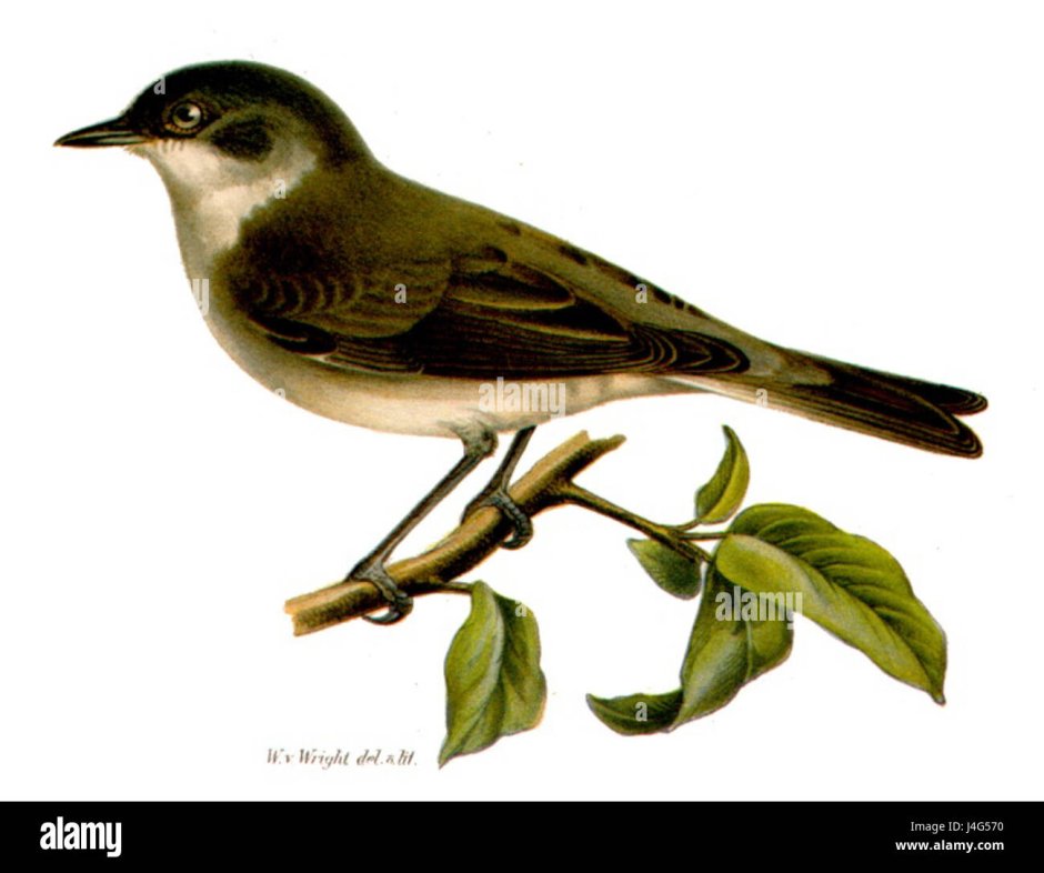 Птица портной Дарзи