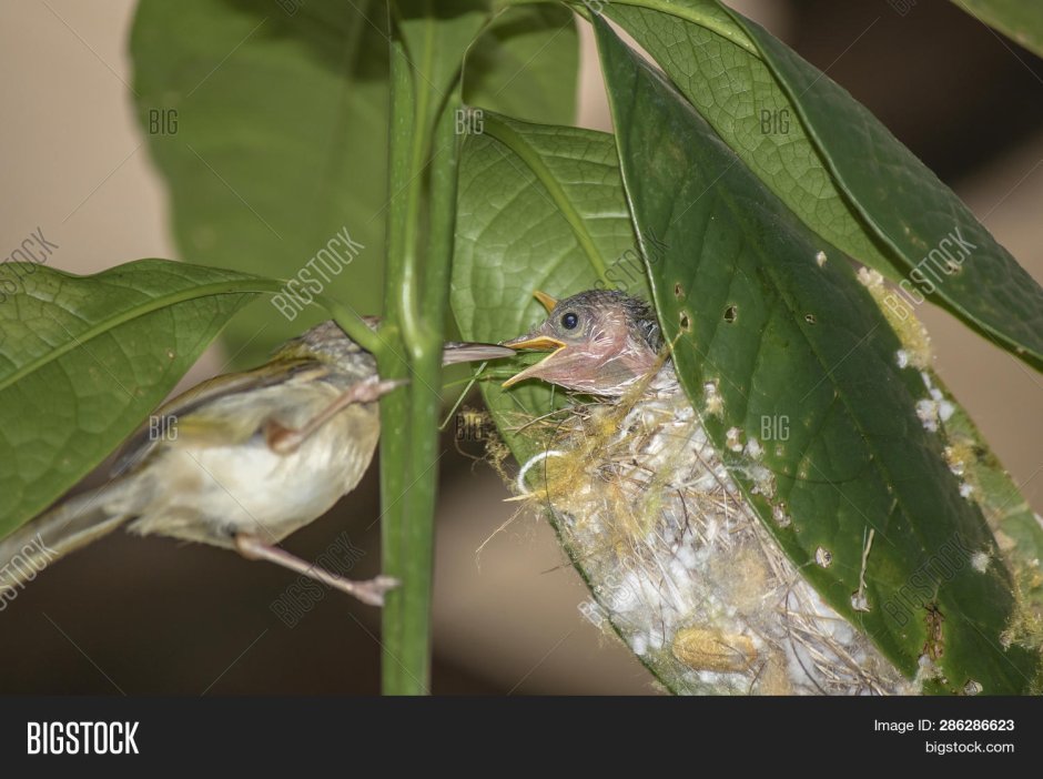 Краснолобая портниха гнездо