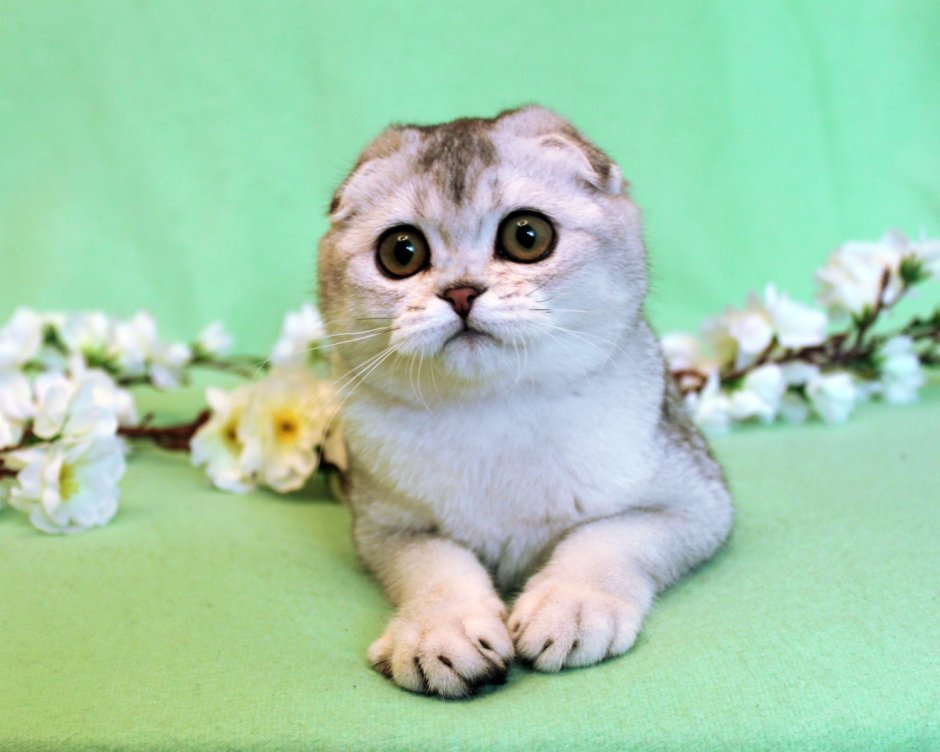 Милые Шотландские вислоухие кошки