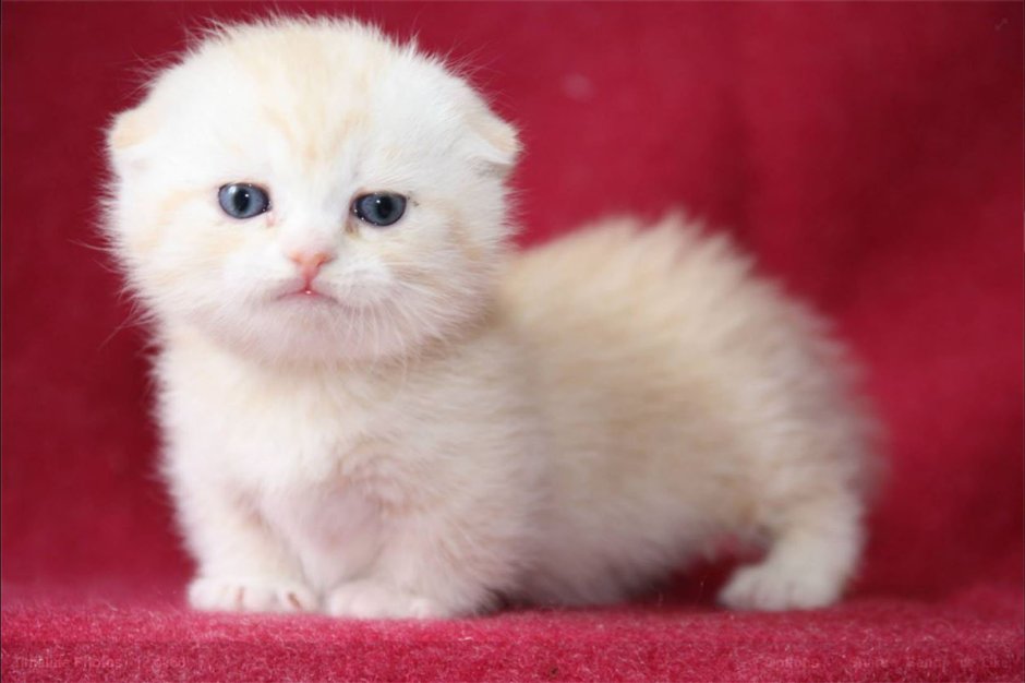 Манчкин кот вислоухий белый