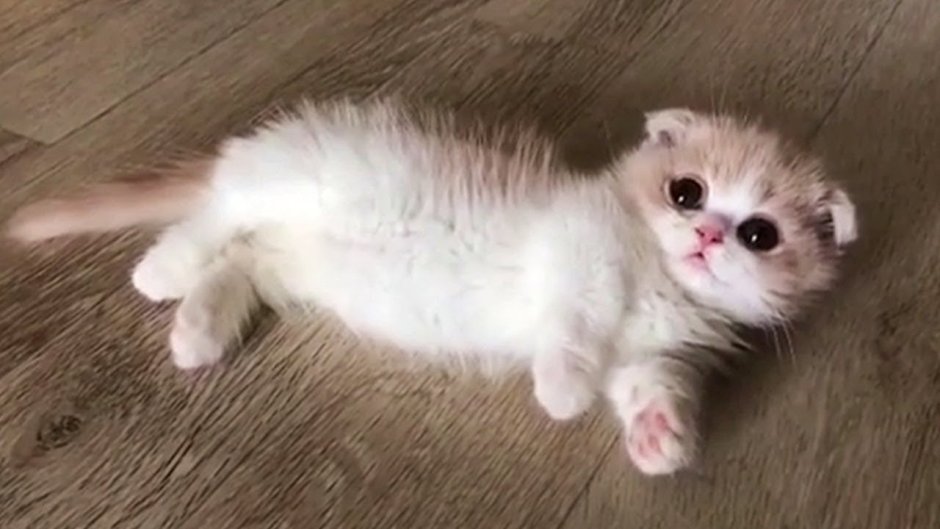 Манчкин кот
