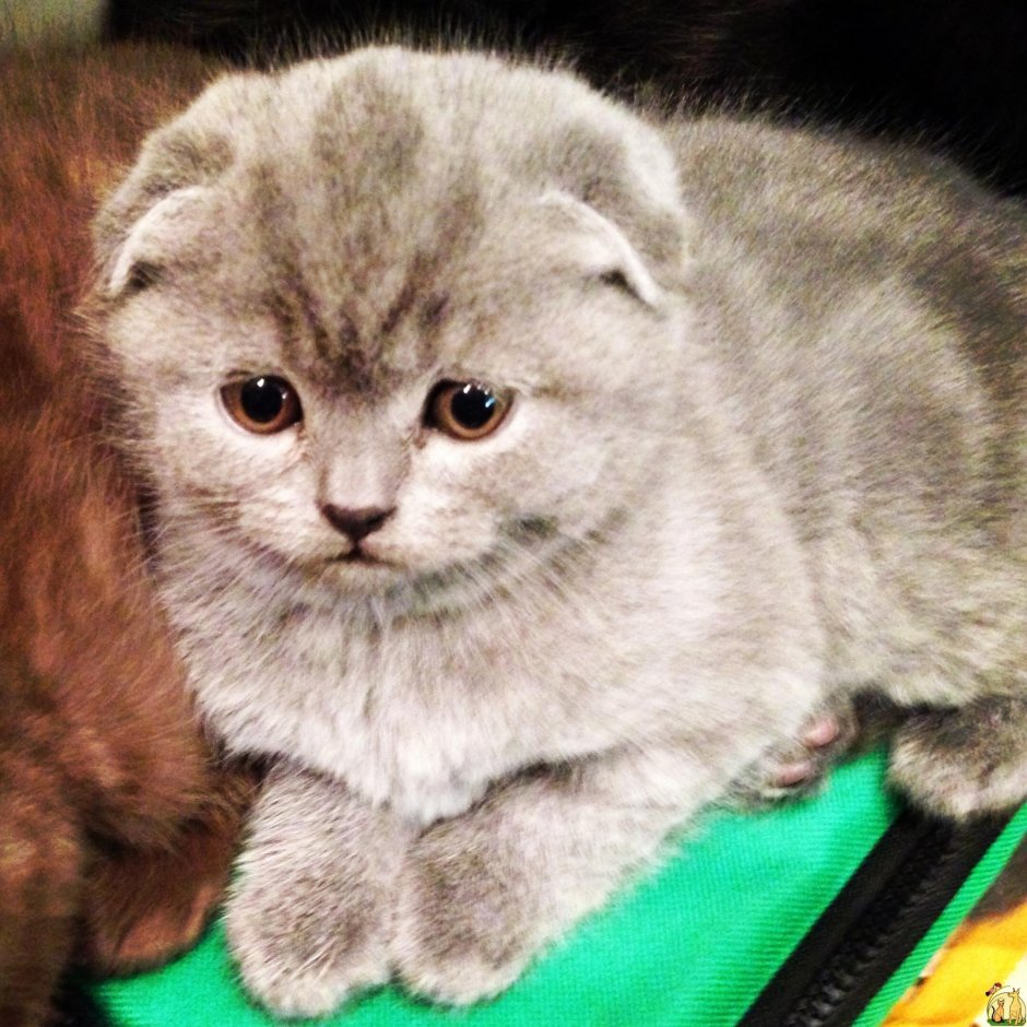 Скоттиш фолд котята