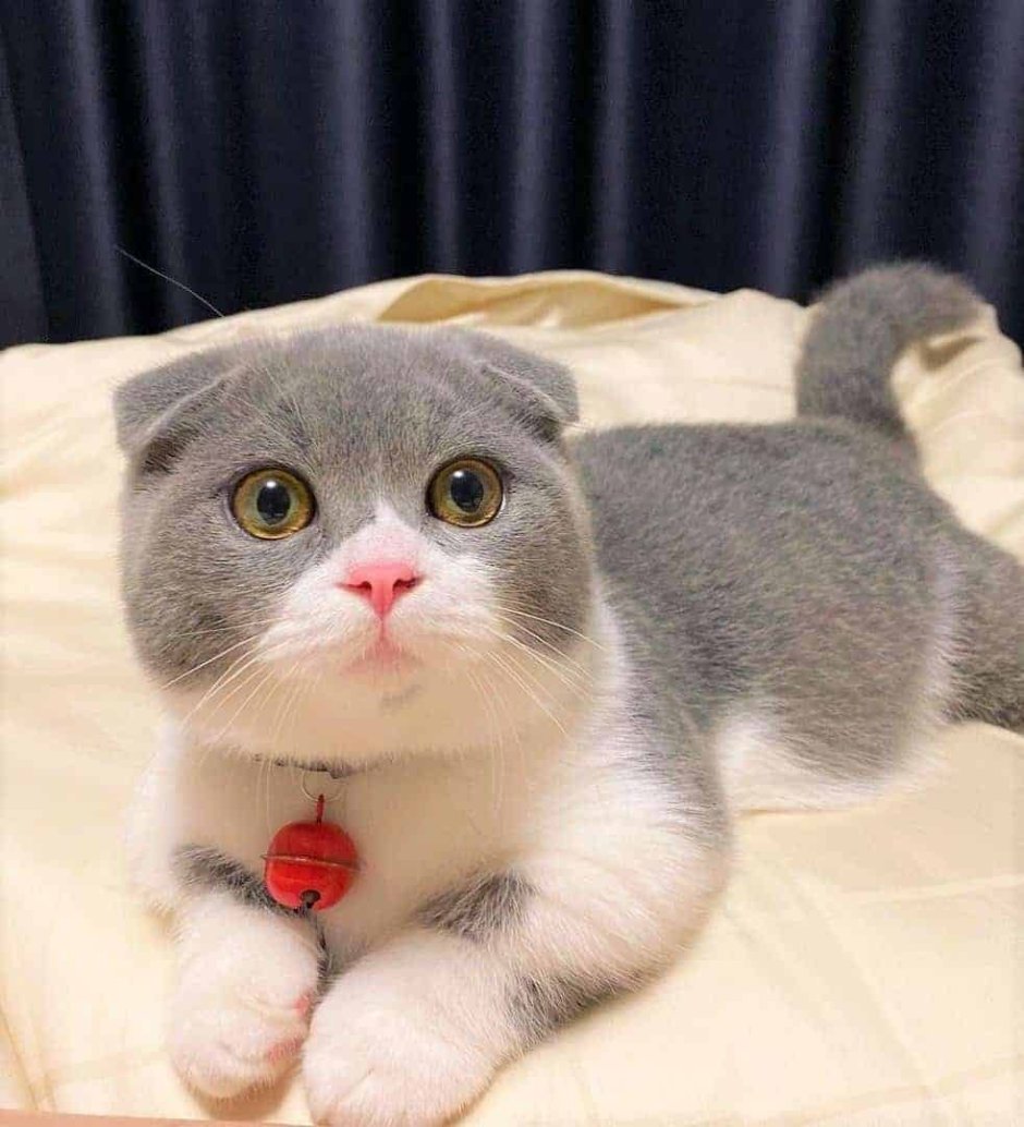 Скоттиш фолд Манчкин