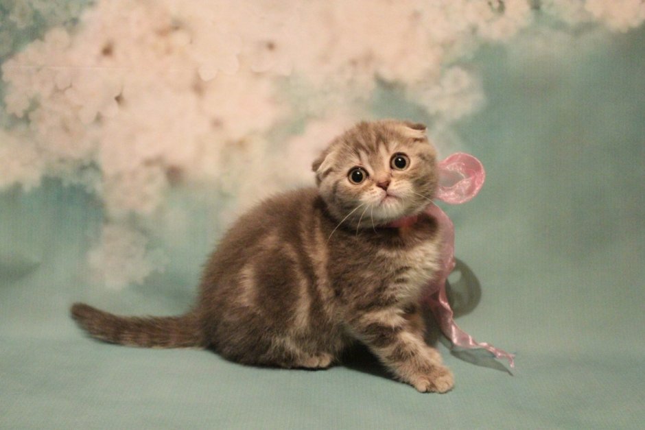 Шотландская вислоухая кошка маленькая