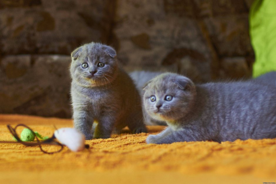 Шотландская вислоухая кошка