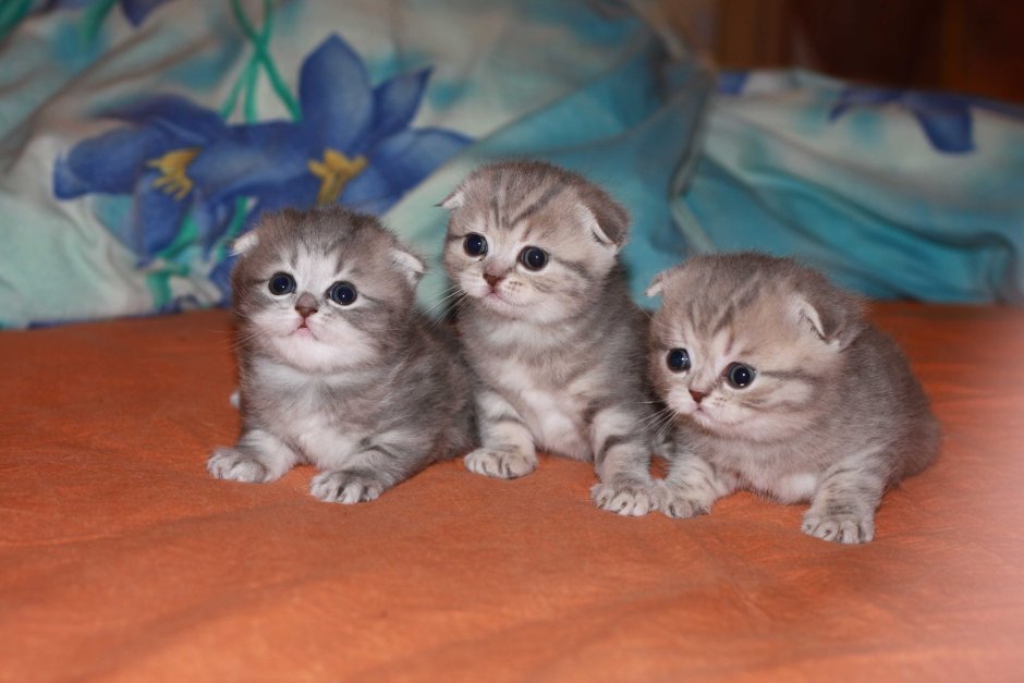 Маленькие котята Шотландские вислоухие