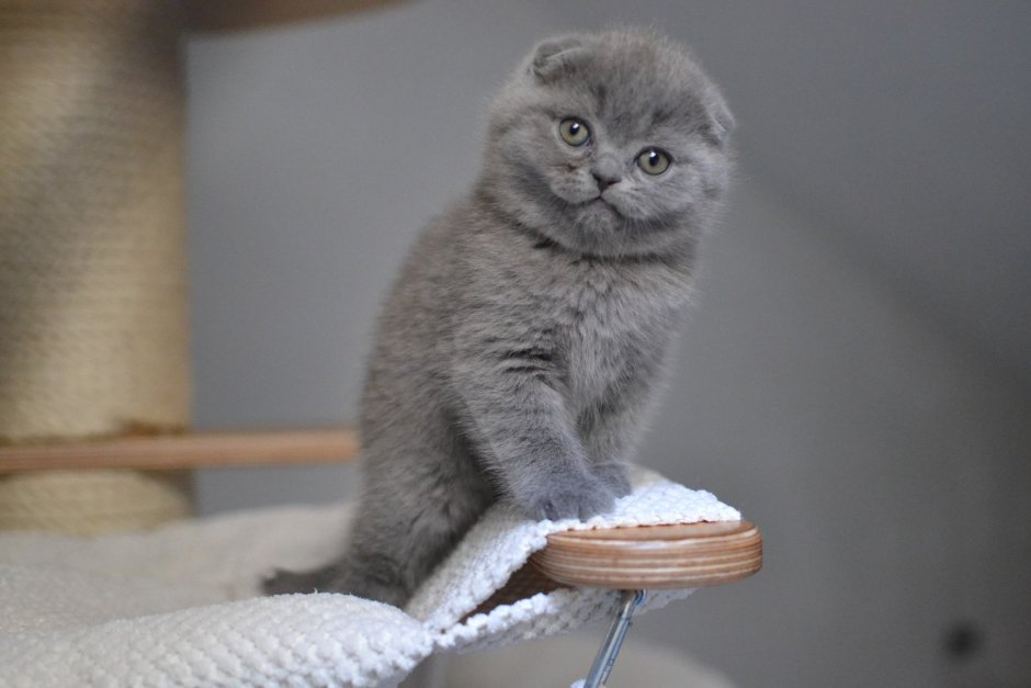 Кошки Шотландские вислоухие серые котята