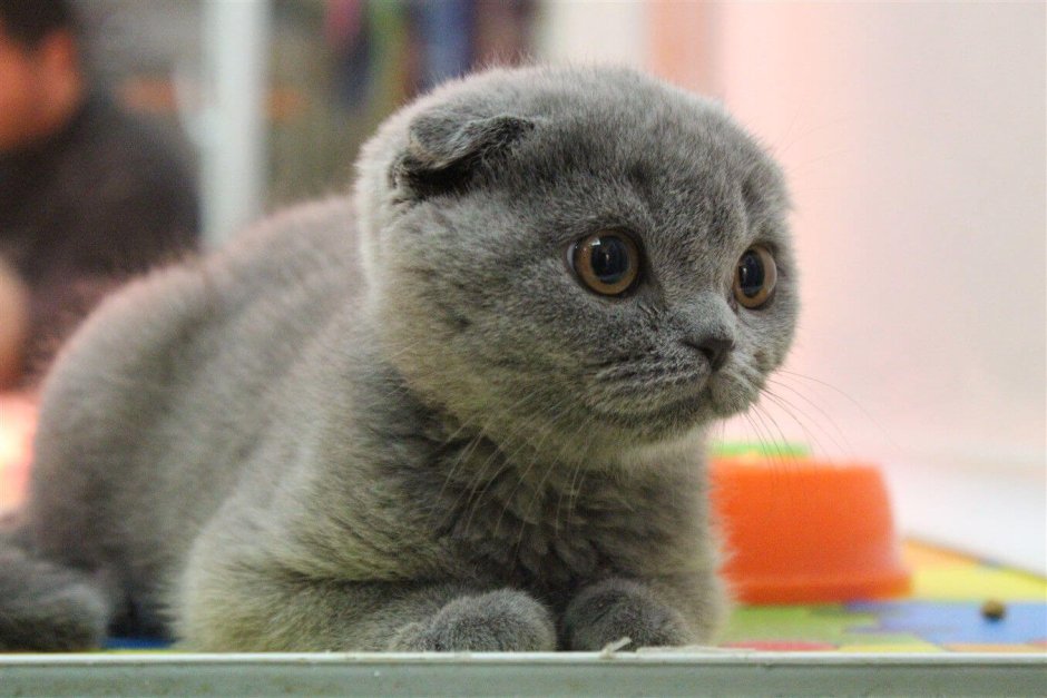 Ирландский вислоухий кот