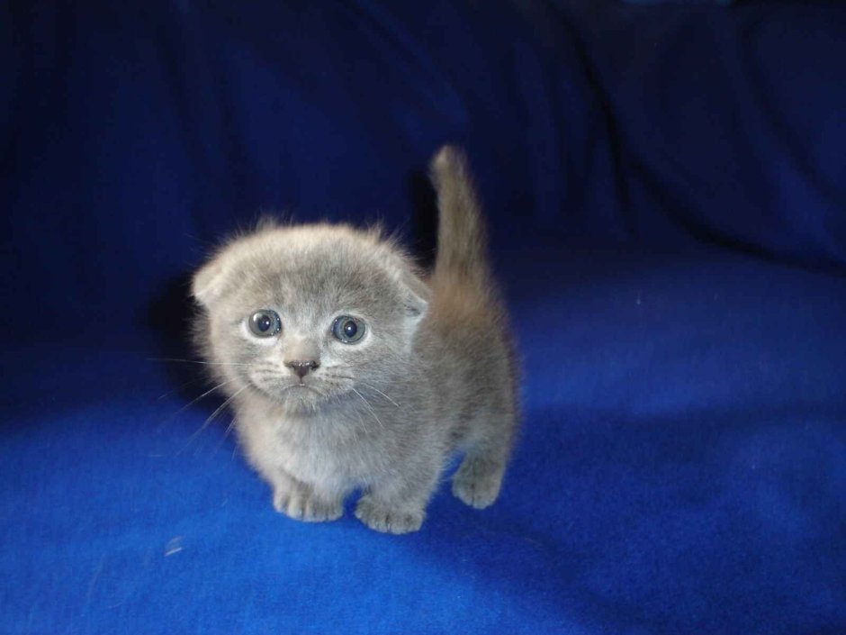 Манчкин котята вислоухие