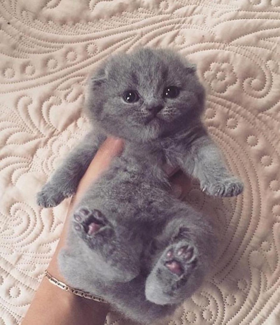 Маленькие Шотландские котята