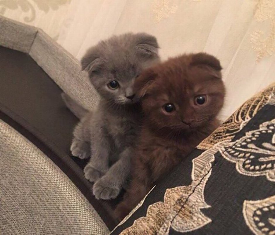 Красивые маленькие котята вислоухие