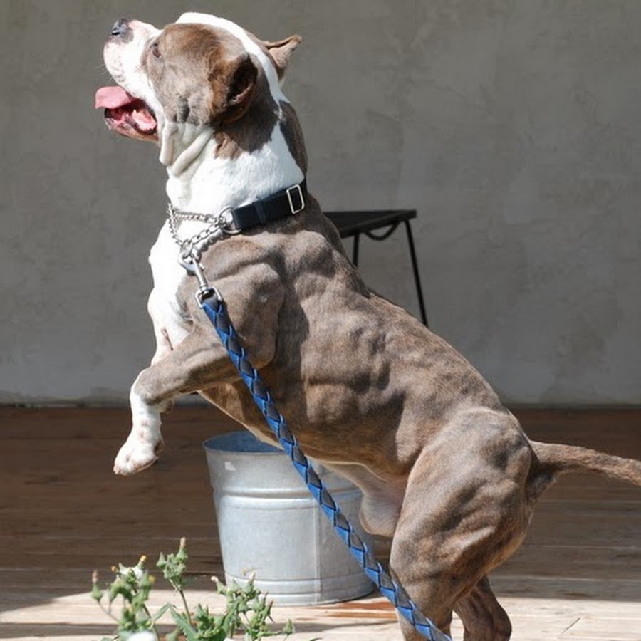 Стаффордширский терьер качок