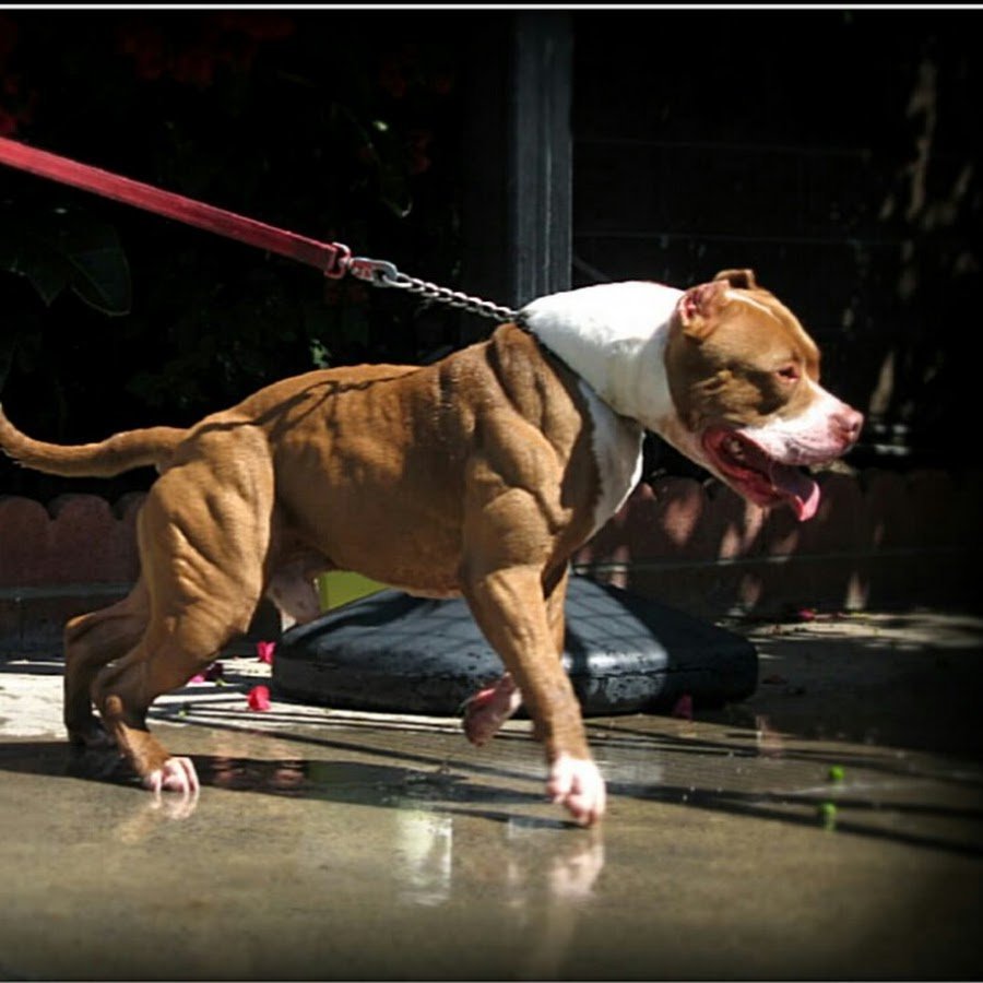 Американский стаффордширский терьер мышцы