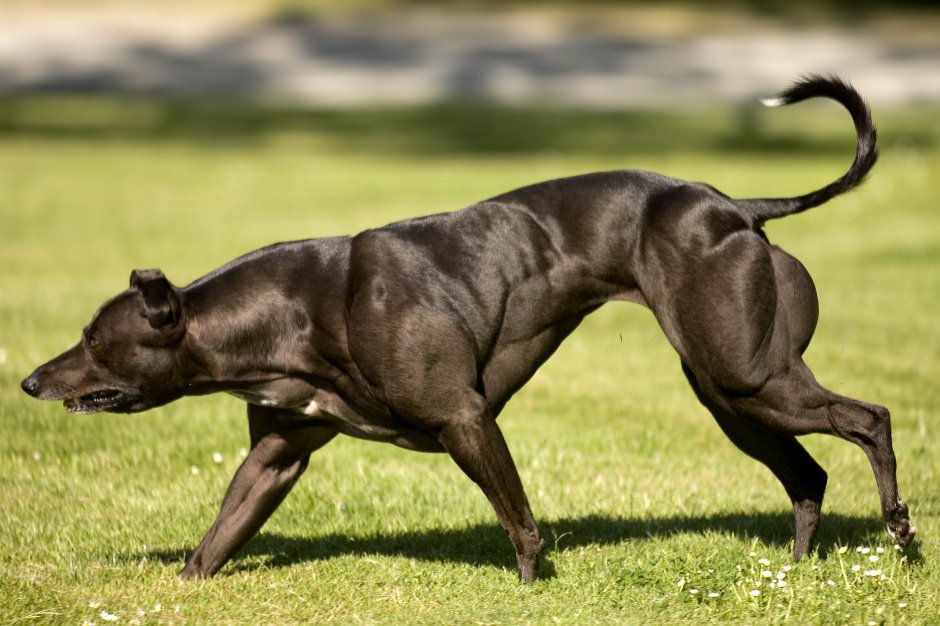 Уиппет мышцы