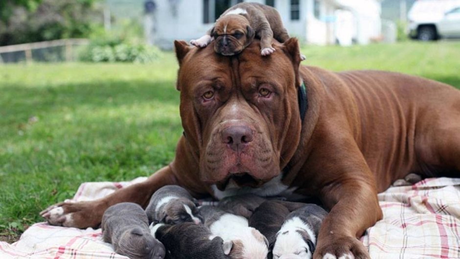 Амстафф Халк