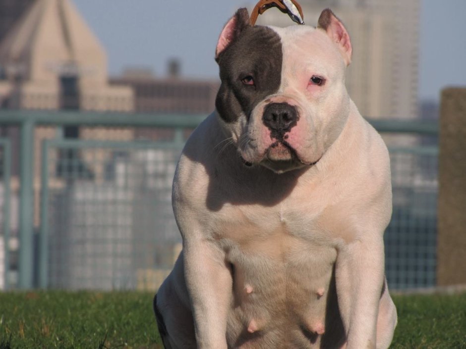 Американский бульдог стафор стаффордширский