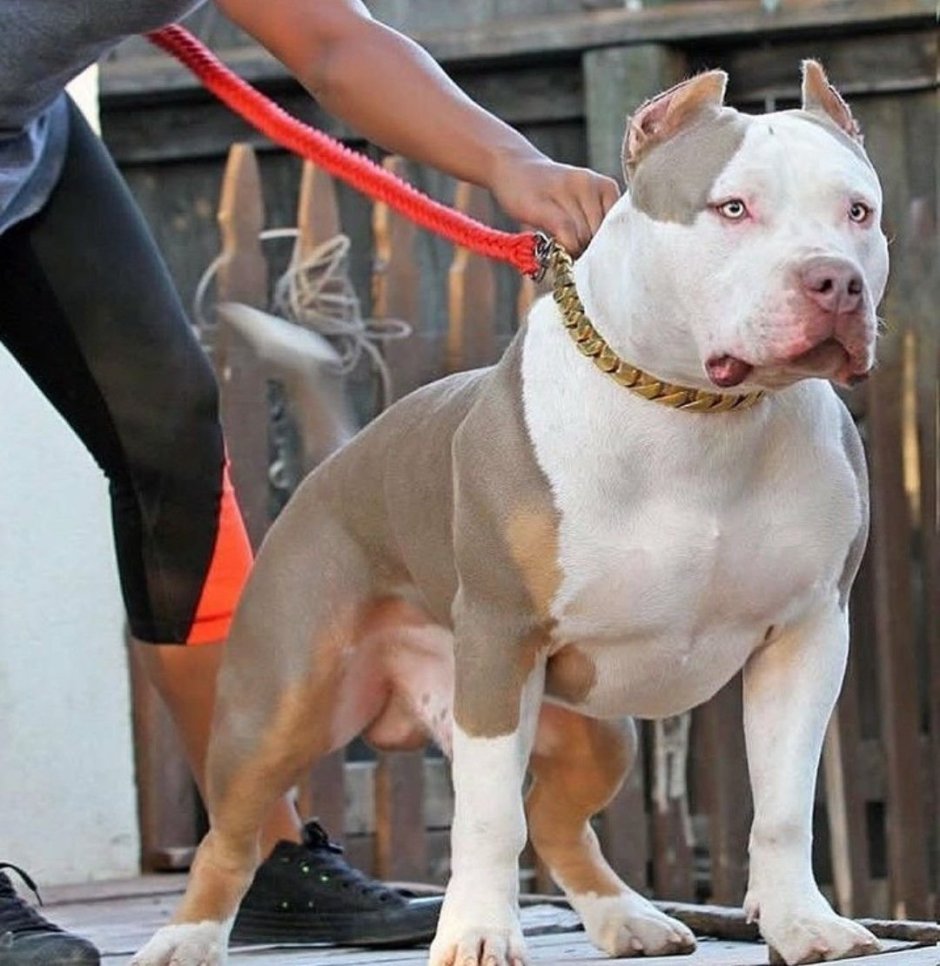 Американский булли качок