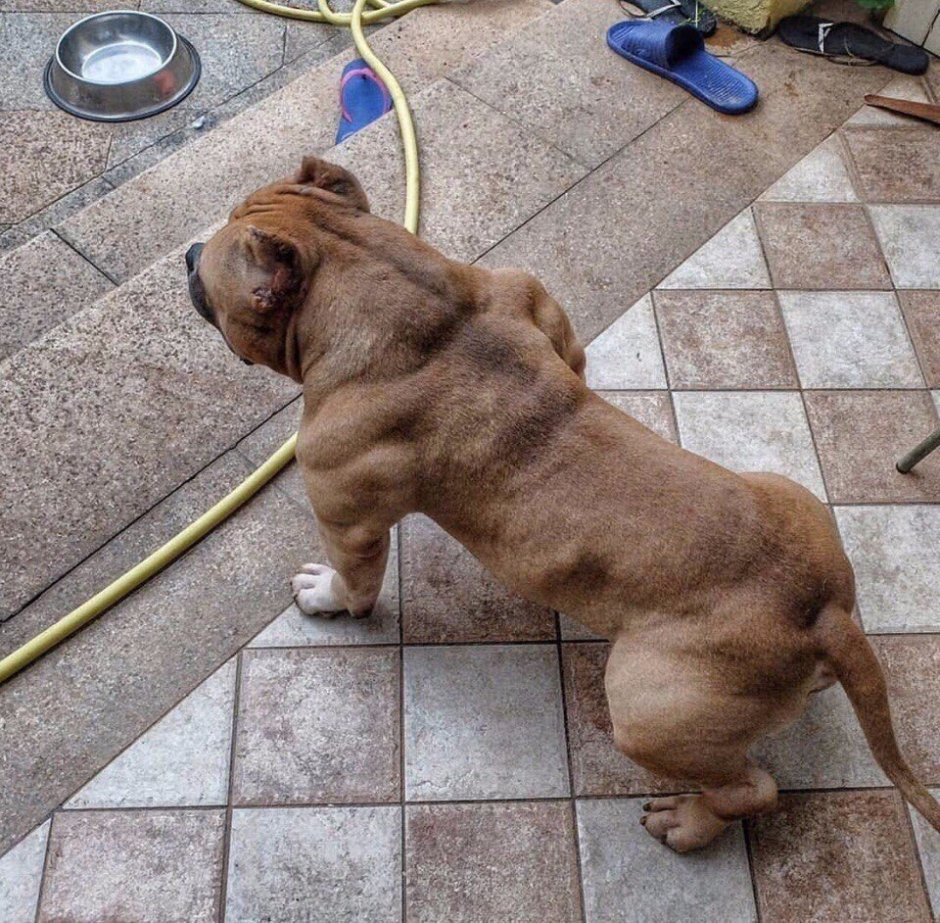 Протеин для собак