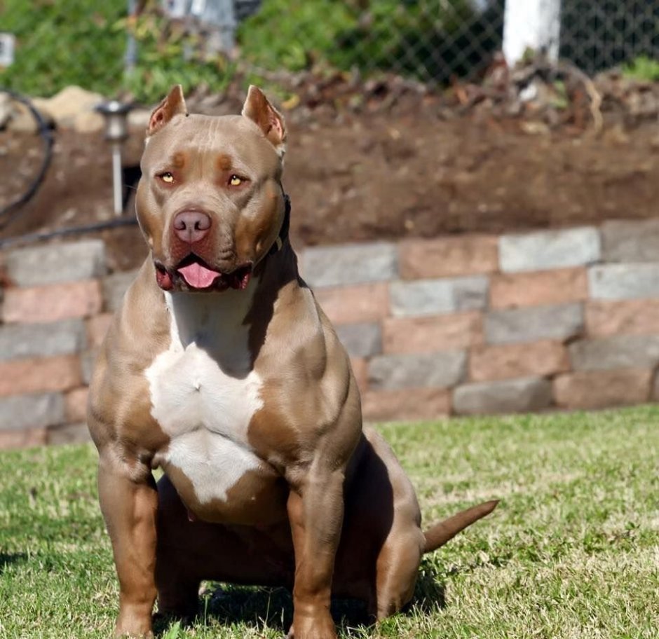 Стаффордширский терьер булли
