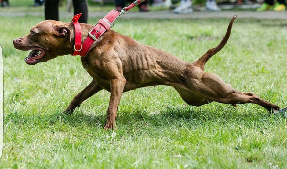 Американский питбультерьер спорт