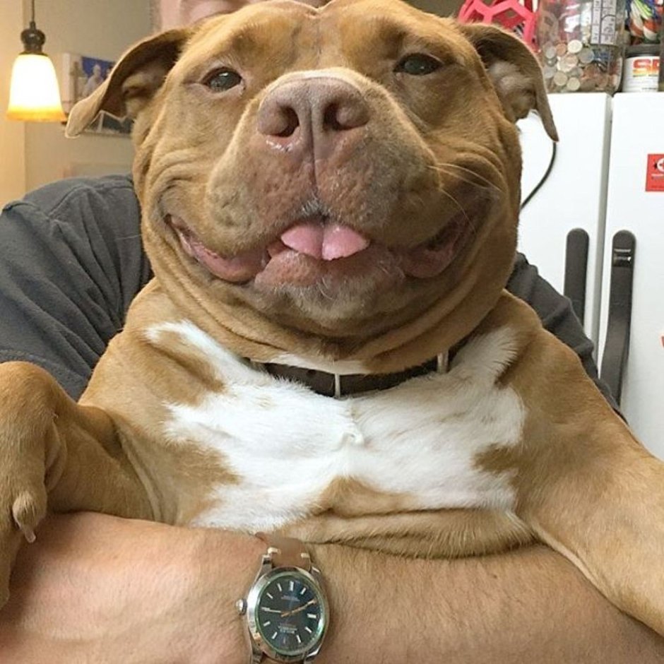 Собака улыбака питбуль
