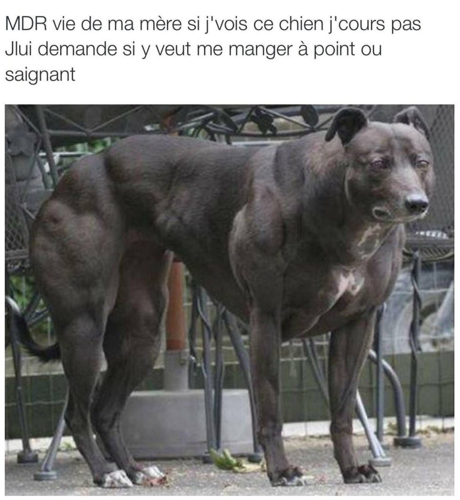 Уиппет Венди