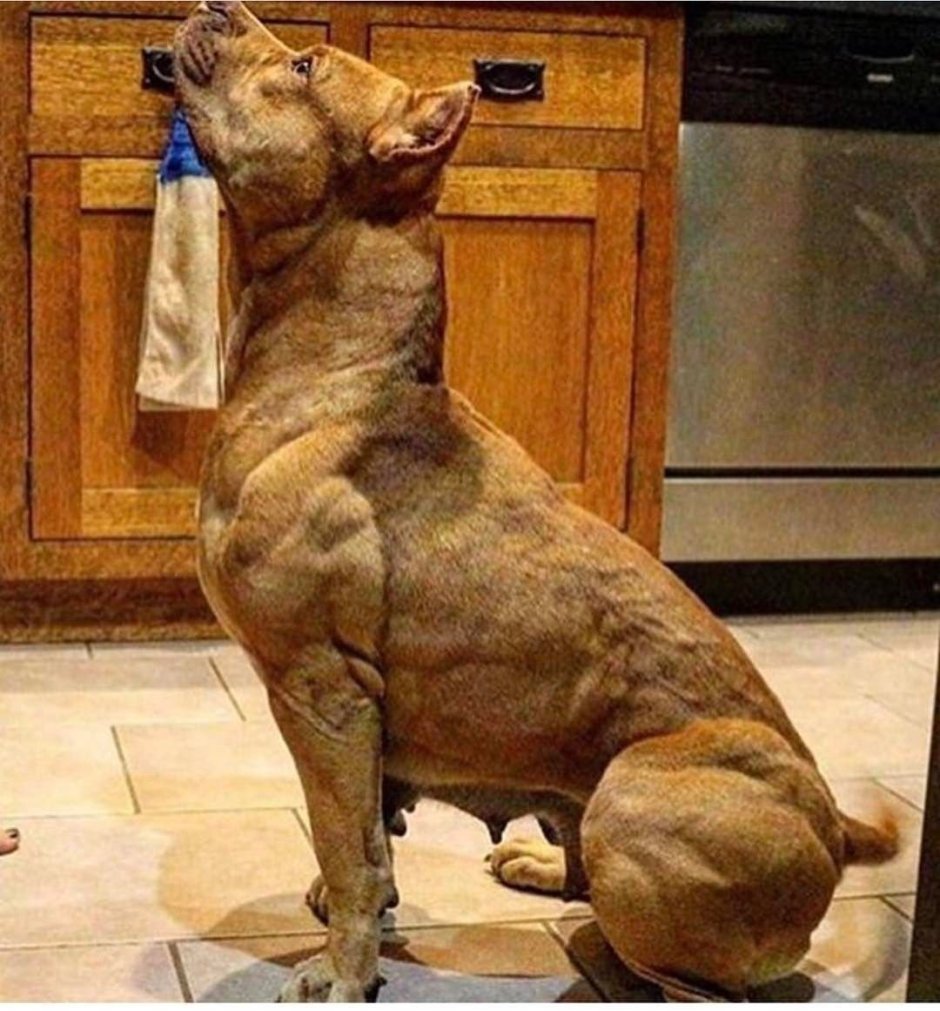 Мышцы собаки