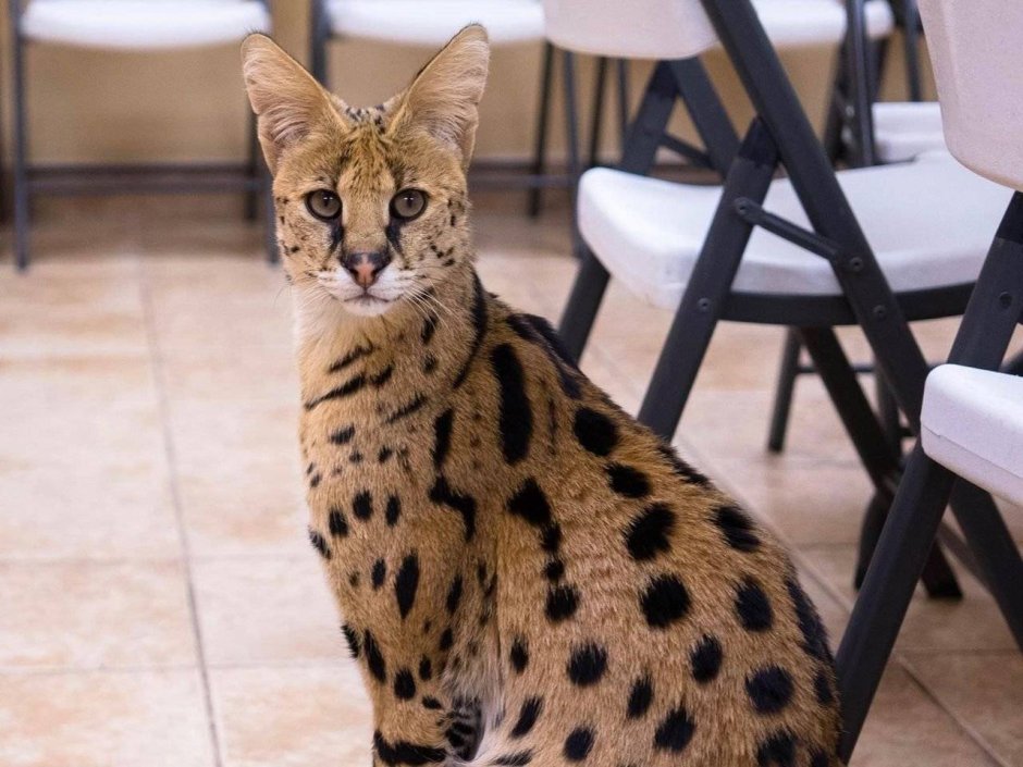 Саванна кошка