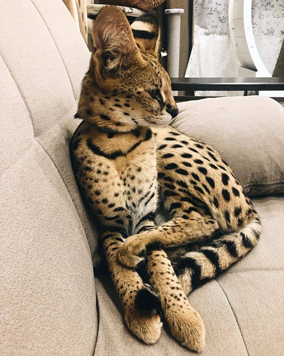Саванна кошка f1
