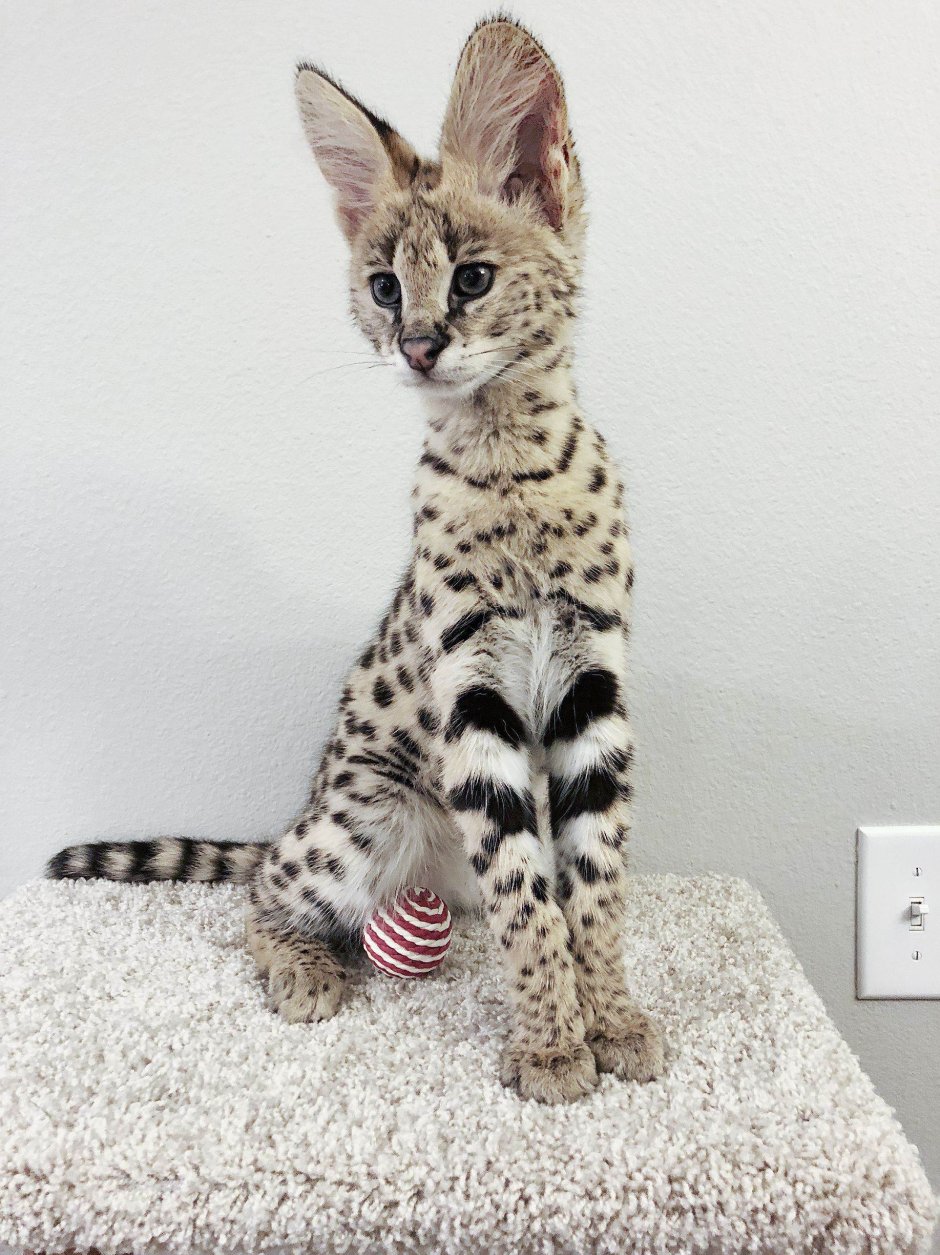Саванна кошка